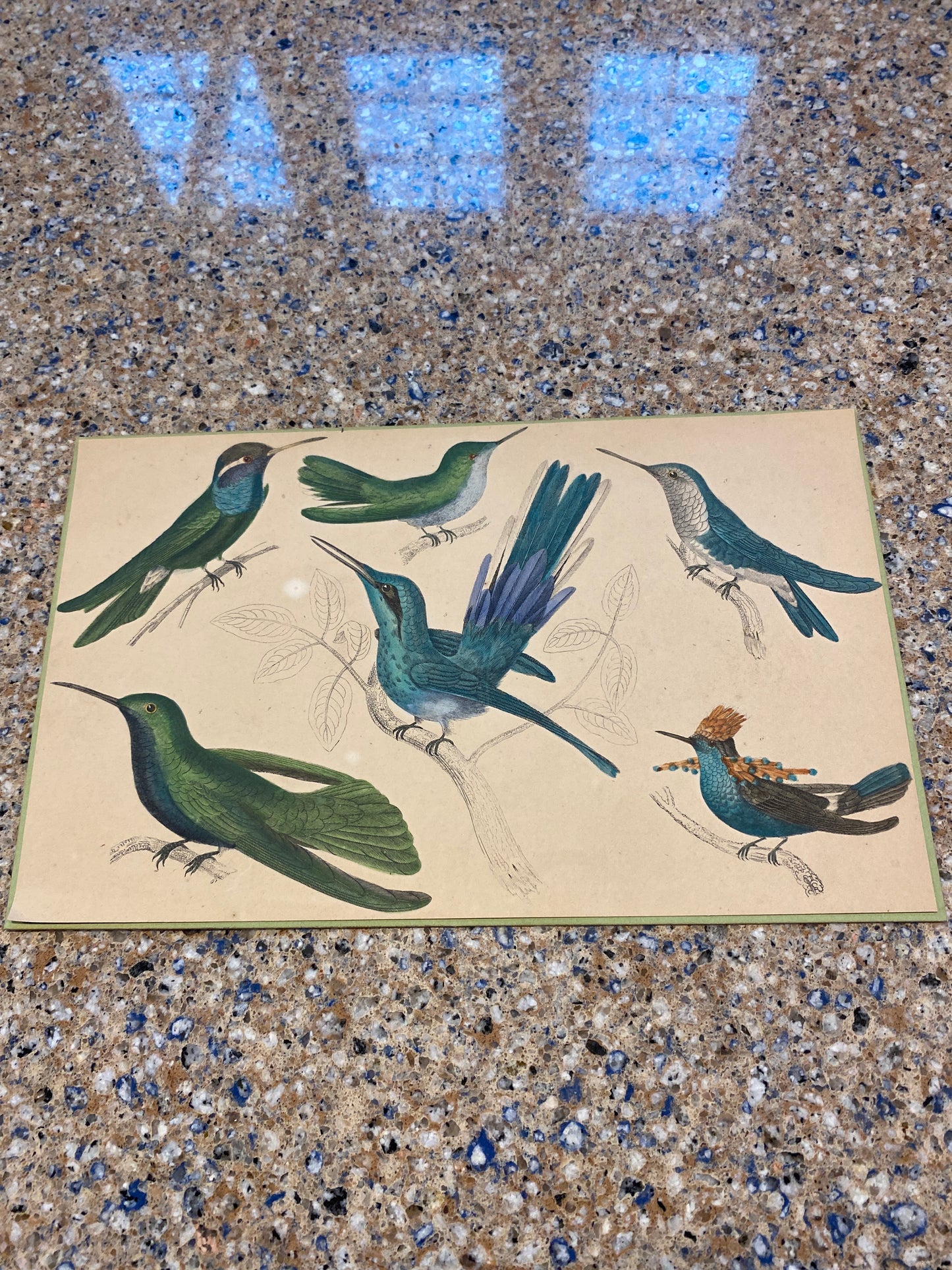 Hummingbird Print, Hand Coloured